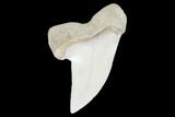 Fossil Shark (Carcharodon planus) Tooth - Sharktooth Hill, CA #94679-1